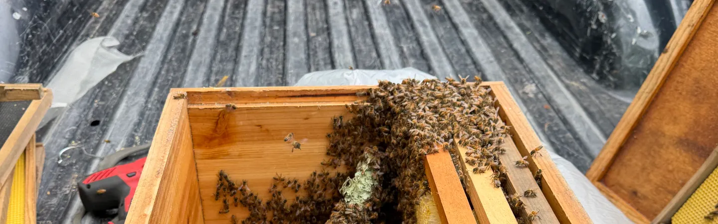 Bee Hive Removal in Samsula, FL