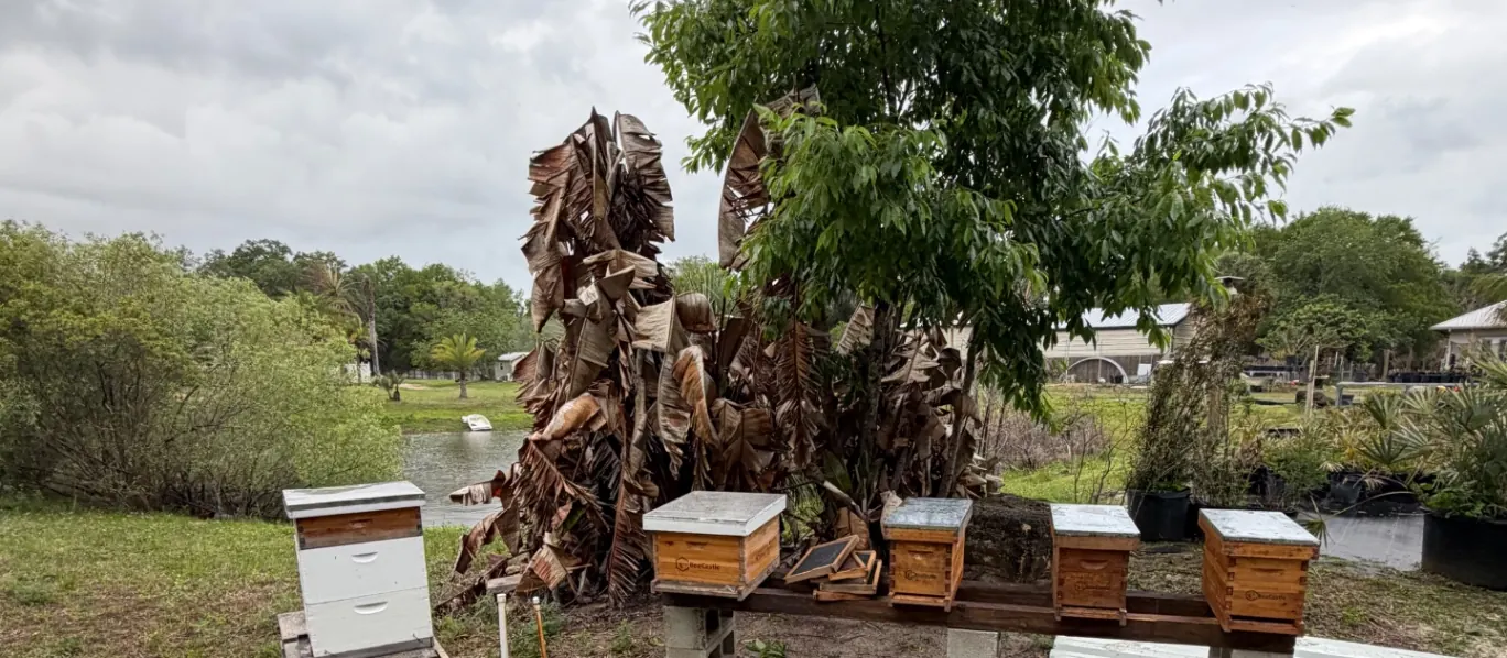 Beehives on the Kotsonis Farm property in Florida