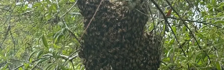 Bee Hive Removal in Edgewater, FL
